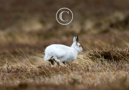 Mountain or Blue Hare DMO746